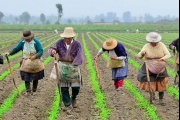 LA MUJER CAMPESINA EN COLOMBIA: Entre la servidumbre, la resistencia y la dignidad